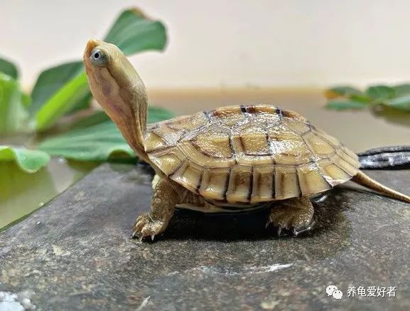 深水淹死龟其实浅水养龟更可怕,养龟简单吗