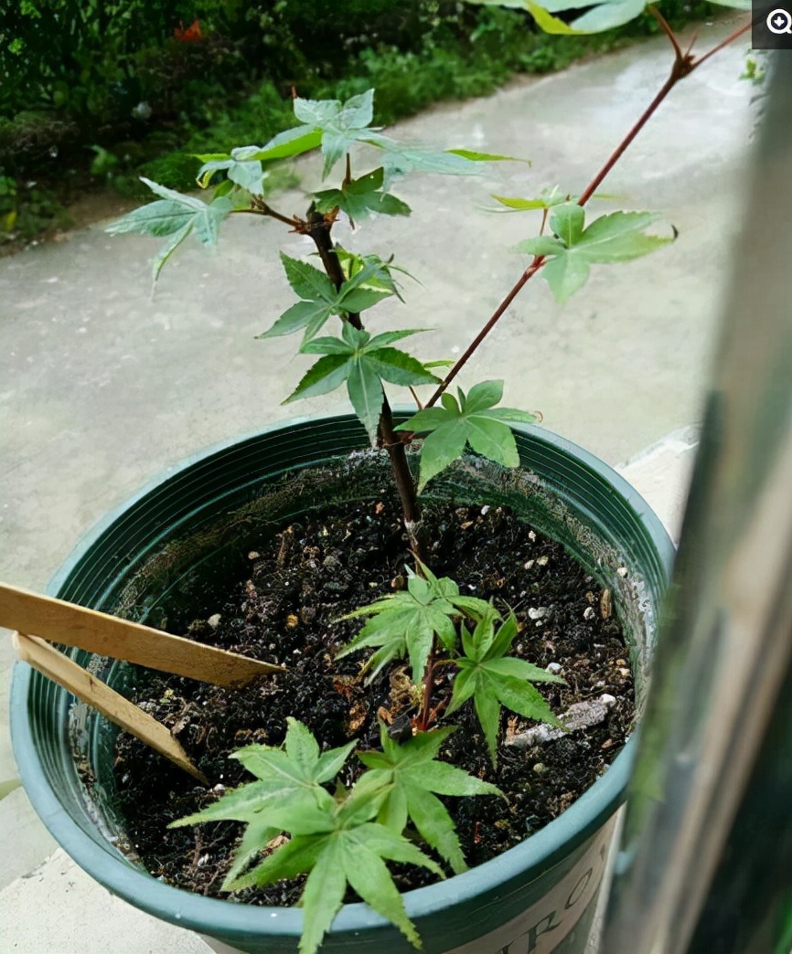 红枫如何提高观赏性,红枫扦插用老枝条好还是嫩枝条好