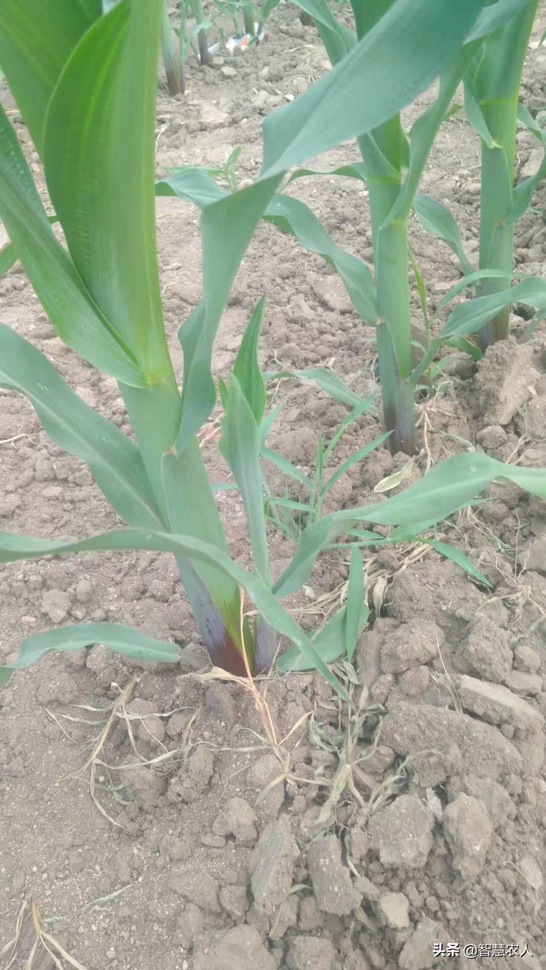 玉米苗长侧芽要拔掉吗,玉米长侧芽用掰吗