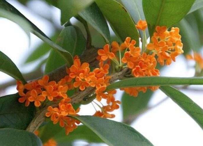 哪种花可以提取香精,一共有多少种花可以提炼香精