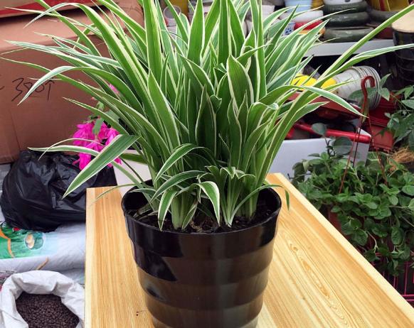 十大耐旱又好养的盆栽大植物,什么植物长得慢好养又好看