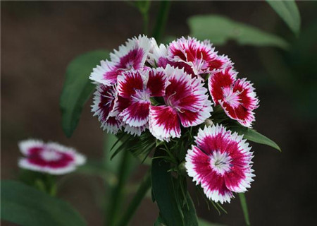 鲜花插花技巧专业术语,插花常见鲜花名称大全