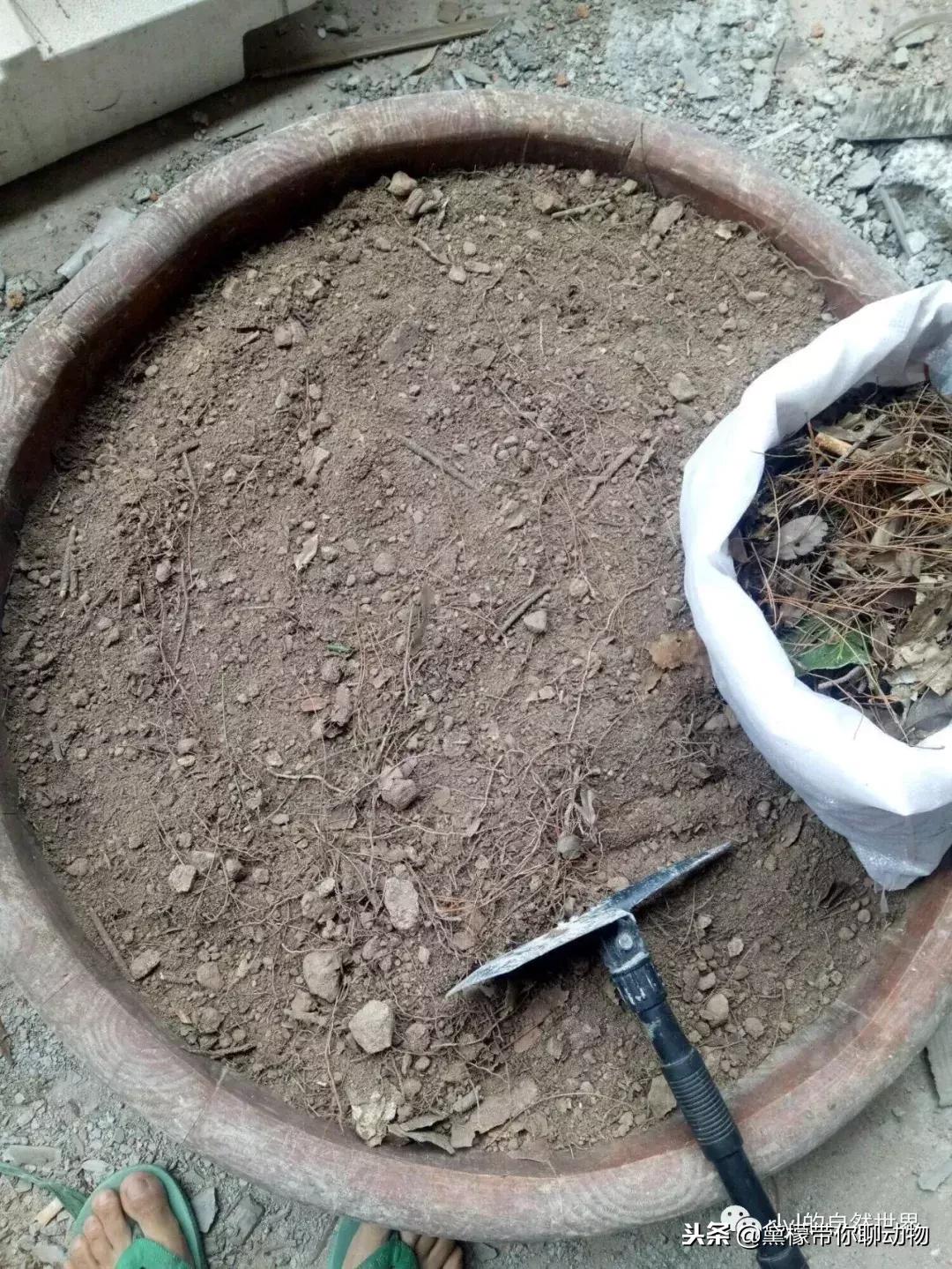 丛林造景黄缘龟池设计图大全,龟宝宝黄缘龟生态缸造景教程