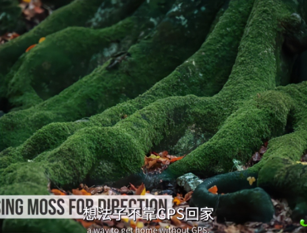 生存谣言,8个求生者监管者会怎样