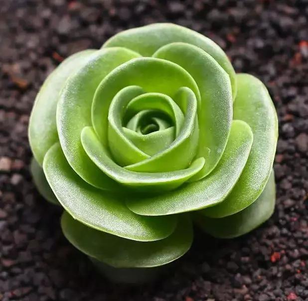 推荐轻松玩转100种常见多肉植物,700种多肉植物图鉴pdf百度云