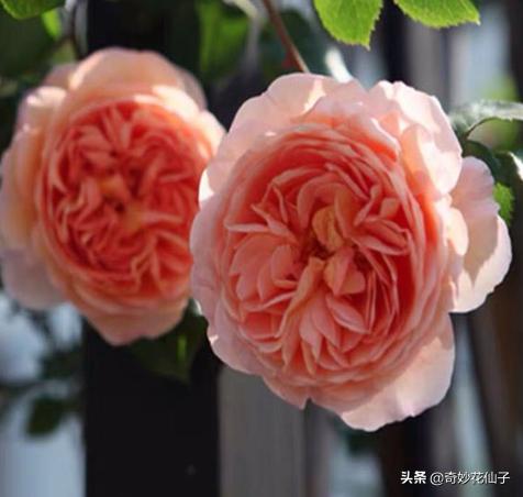 给大家推荐几款皮实好养的月季,好养不生病的月季有哪些品种