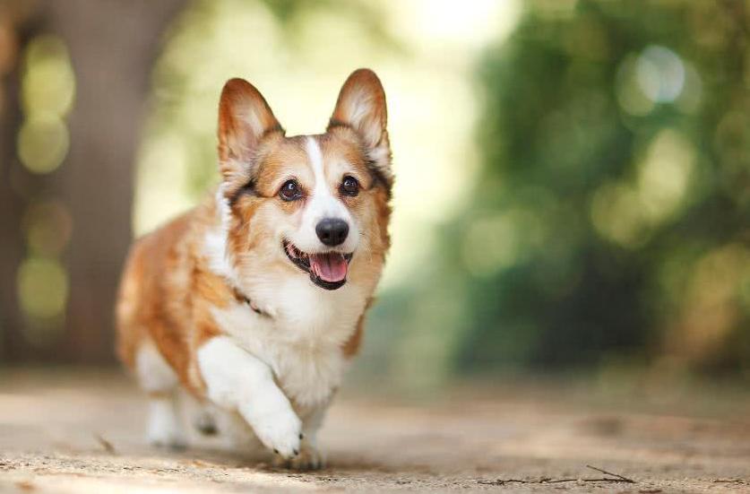 推荐6种狗狗,六种最常见的狗狗图片