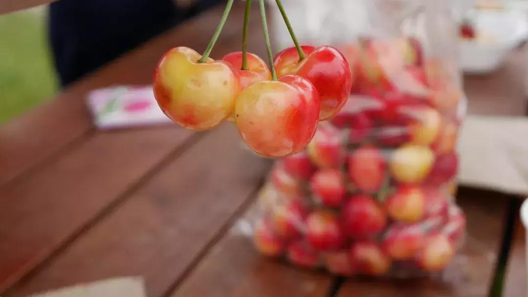 成都出发不到1h！3000多亩樱桃桑泡er随你摘，吃不饱算我输！