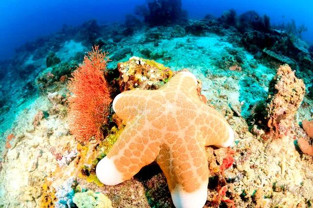 带你们看一下神奇的海底世界,高清60帧海底世界