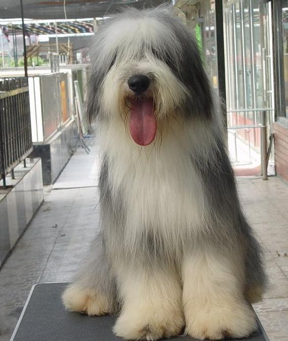 世界上一百种狗的图片,世界十种名贵狗