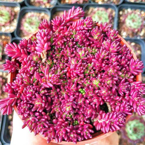 萌新养不养香菱,萌新不敢去肥的地方怎么办