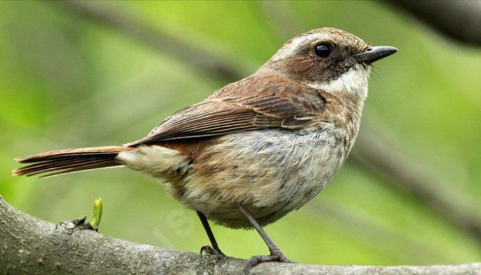 东江揽胜,惠州淡水常见鸟类图谱