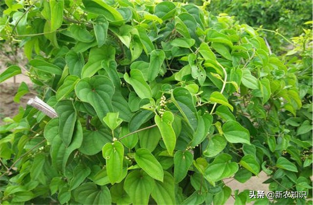 广西桂平最高产淮山种植方法,淮山怎样种植才高产