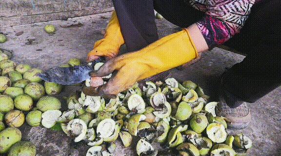 爬20米高用竹竿打下的这口“老树鲜核桃”，脆嫩鲜甜，别处买不到