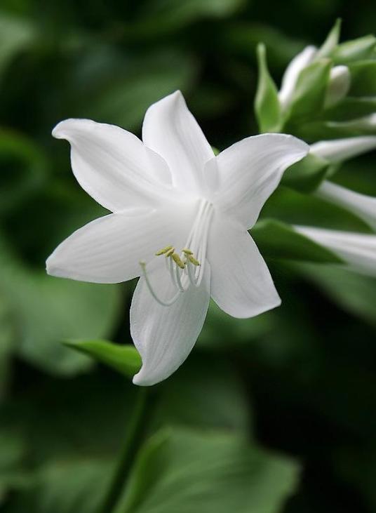 古诗暗香,诗《暗香》