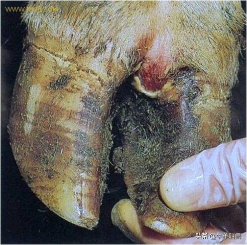 「收藏」引起羊流产的22个主要原因，你都知道几个？