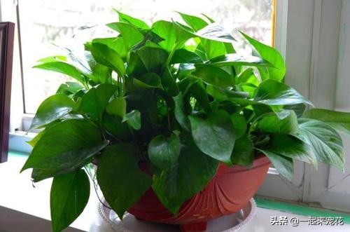 在家养花能吸甲醛吗,适合吸甲醛的盆栽花卉