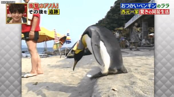 去世的小企鹅,死去的南极企鹅