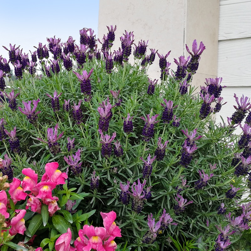 薰衣草的品种大全,最好的薰衣草品种有哪些