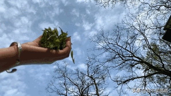普洱茶真相揭秘切记不懂装懂,普洱茶切忌不懂装懂