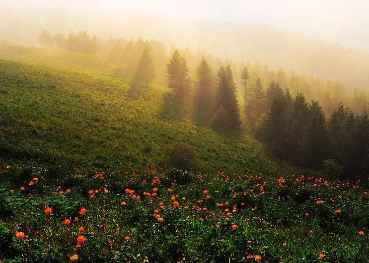 驼梁七月草原美，金莲妖娆入画里/郝贵云
