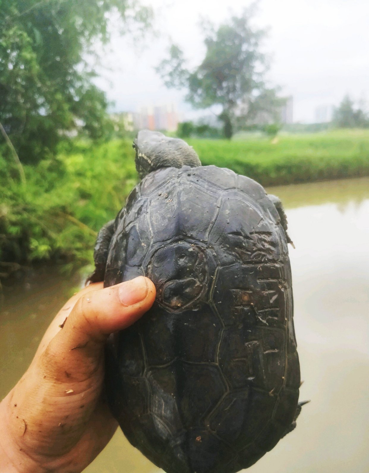 南宁钓友钓了只墨龟,背上刻了“宁莉陈”三个字,钓友:想养起来