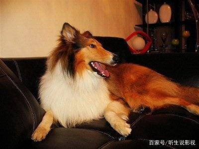 双鱼座狗狗性格特点,狗狗性格特点分析