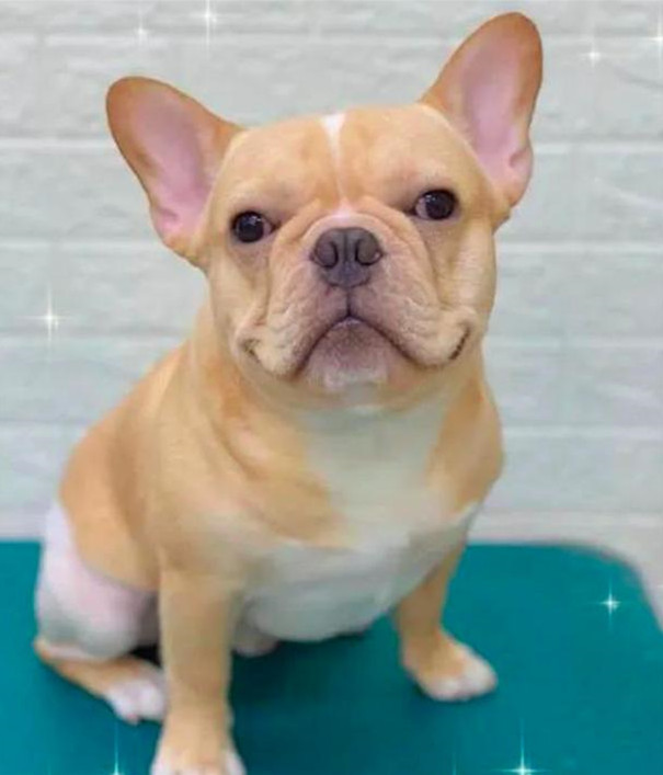 狗狗因皮肤病秃毛了,狗狗得了皮肤病剃毛后视频