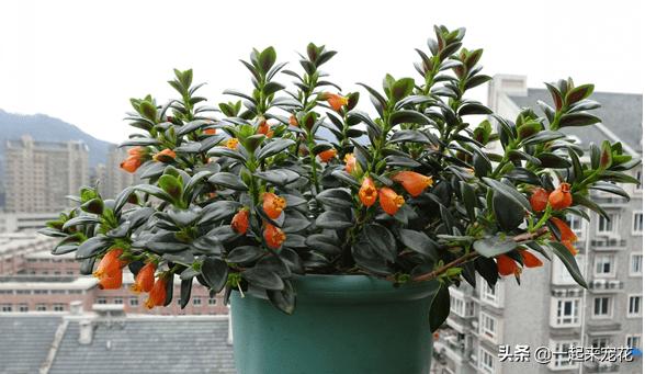 金鱼吊兰冬天怎么养才能爆盆,金鱼吊兰夏天能插活吗