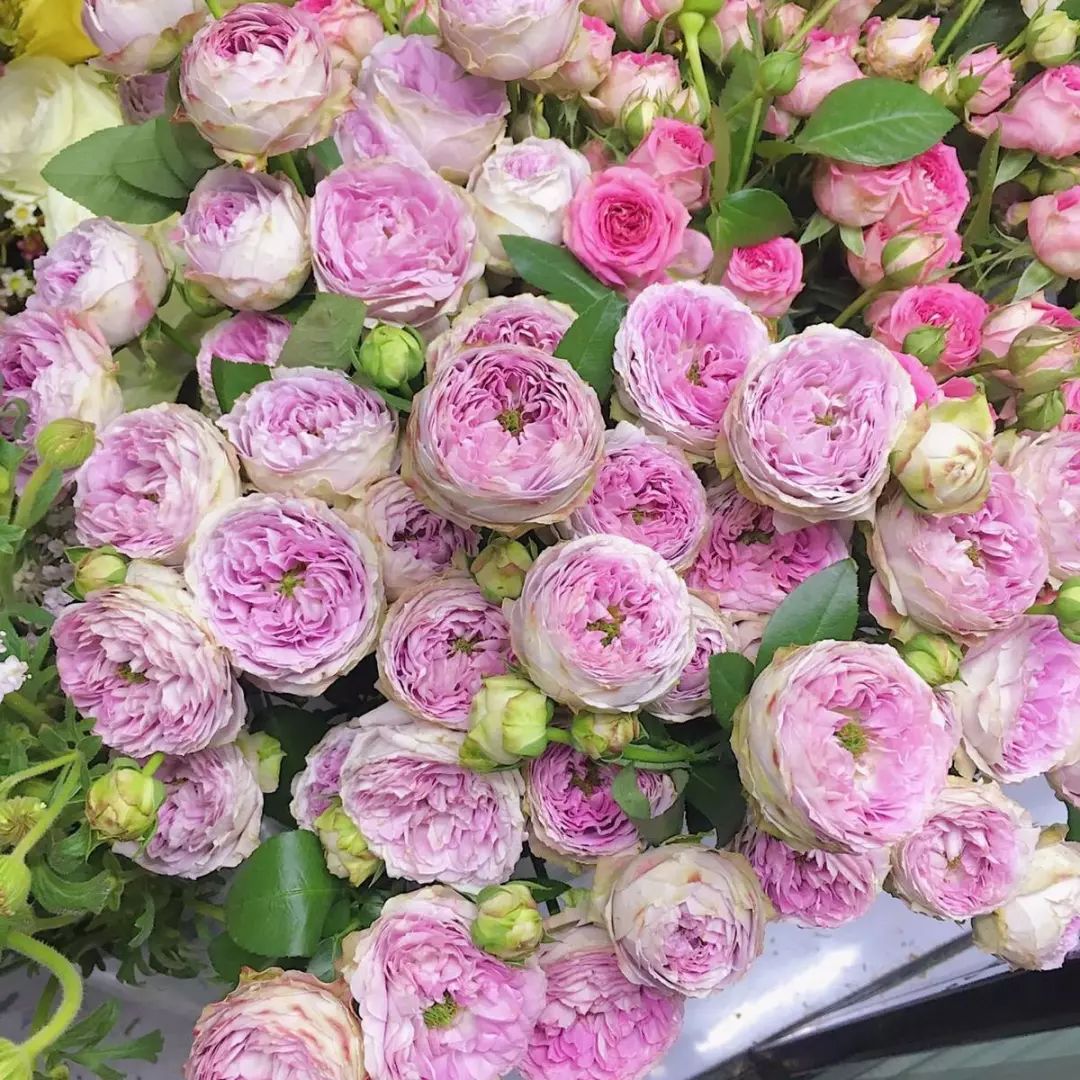 花店常用玫瑰花品种大全,一篇文章带你认识三亚40种花