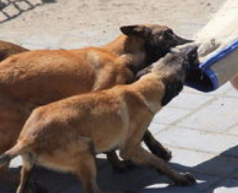 训练马犬有哪些科目,专业的马犬训练的方法