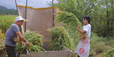 李子柒一年赚168亿背后的真相,李子柒破1000万