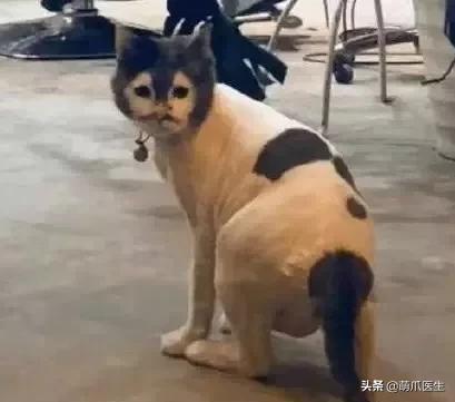 长得很潦草的一只猫,一只猫能有多潦草