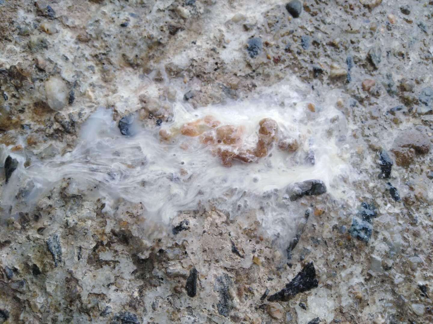 鸭子拉白色稀粪脚软走不动路,鸭子拉白色稀粪不吃食