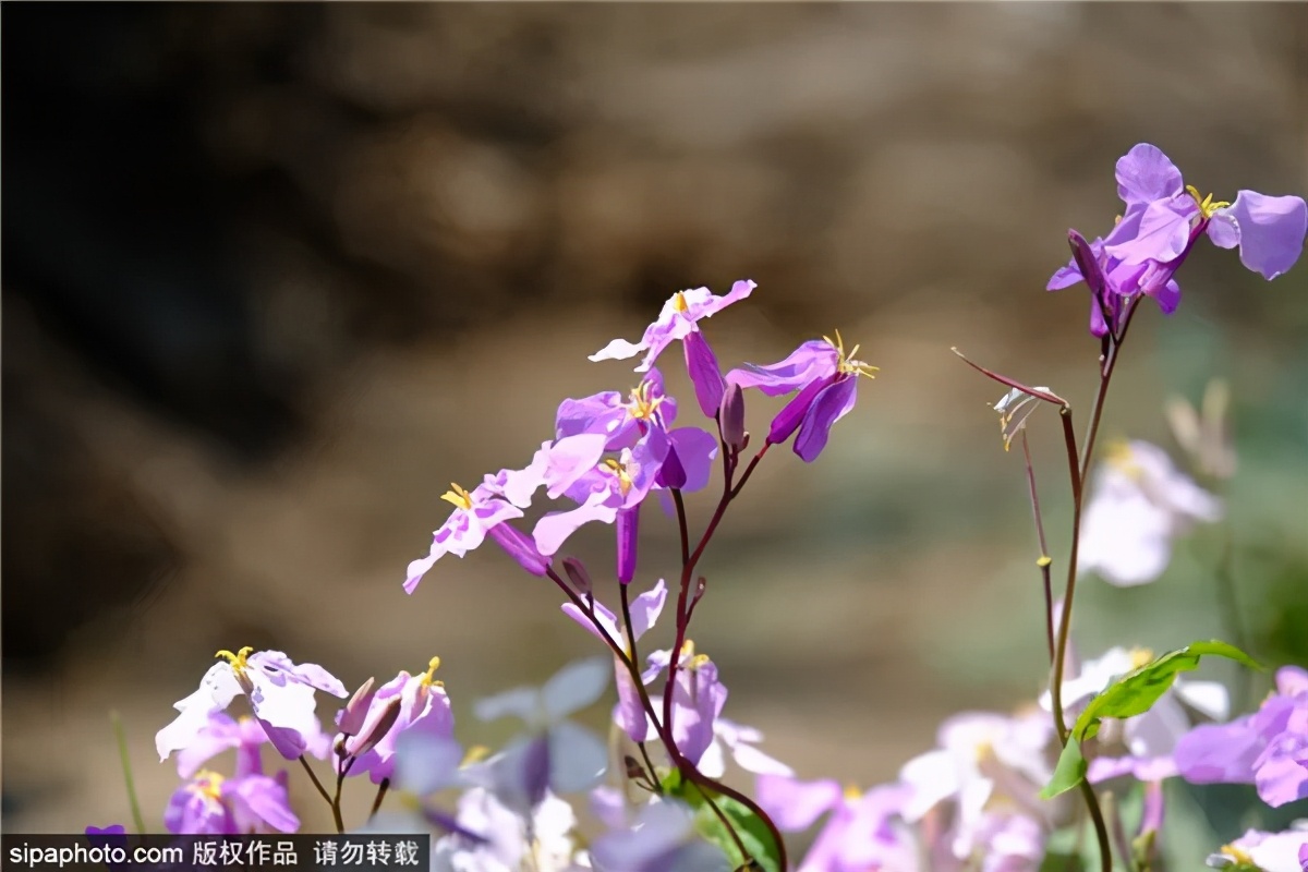 紫色花海好看的地方,北京冷门小众公园藏着粉黛花海