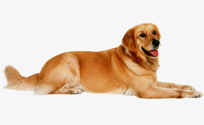 狗狗品种大全及介绍了解一下,狗狗品种怎么挑选最好看