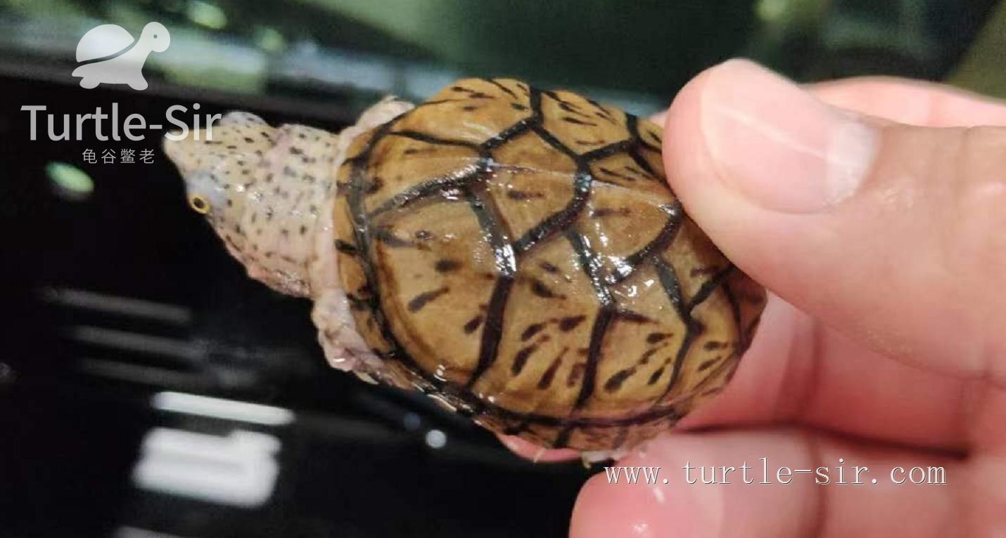 家里一般养乌龟多还是养老鳖多,老一辈为什么说养乌龟不好