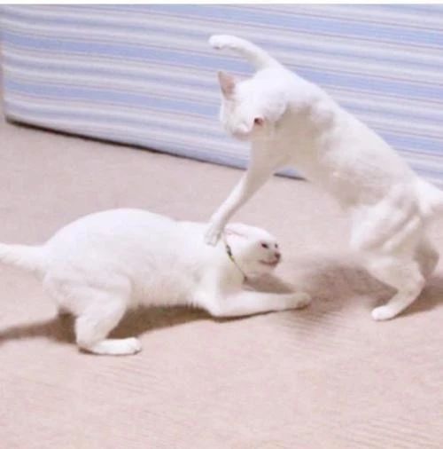 猫咪打架的原因和处理,猫咪之间打架了受伤了怎么办