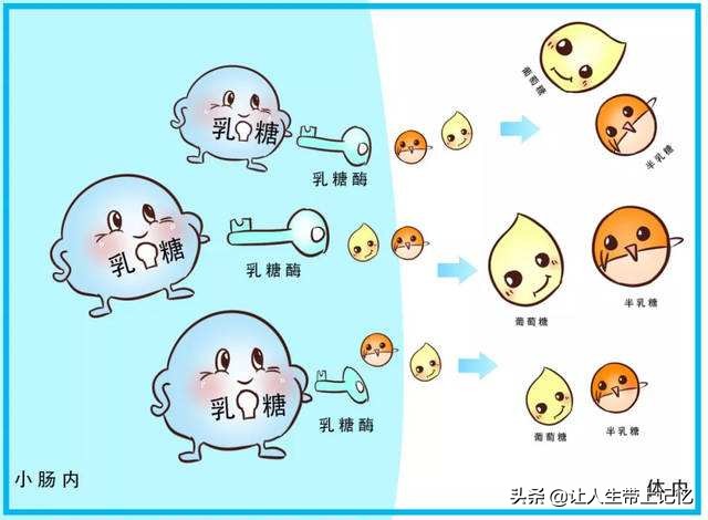 肠胃对蛋白质吸收差怎么办,蛋白质摄入过多什么病