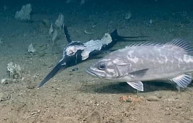 人类捕捉了史上最诡异的深海怪鱼,海底拍到巨大的石斑鱼