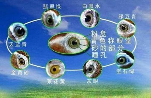 画眉不叫用什么饲料好,画眉科普知识