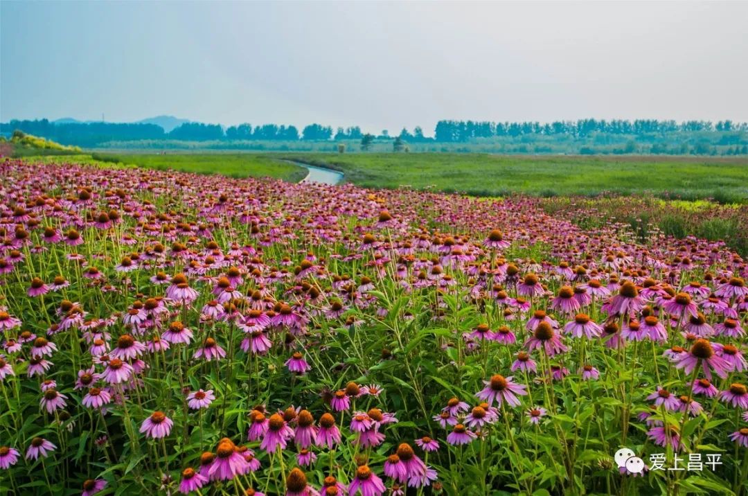 夏日京郊高端民宿,清爽到极致的民宿
