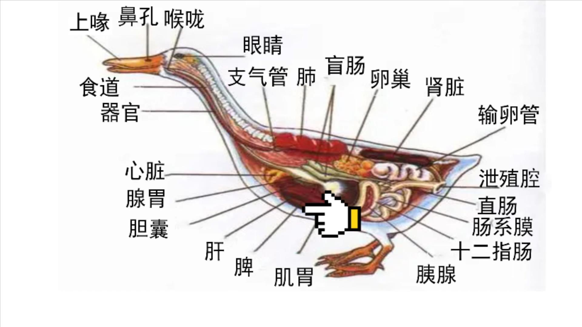 六种疾病不能吃鸡鸭,鸭有6个部位毒素最重建议要少吃