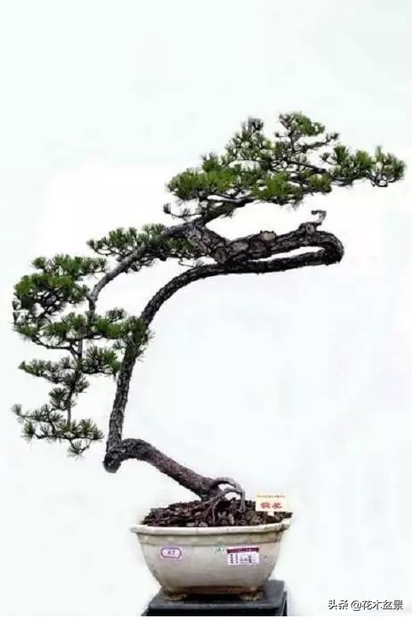 文人树盆景，宣泄一种情绪，吐露一种幽愤