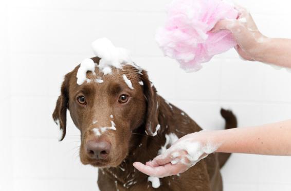 狗狗不爱干净经常洗澡怎么办,狗狗不爱洗澡怎么办
