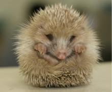 凌晨狗子发现一只刺猬,狗狗捡到了只刺猬