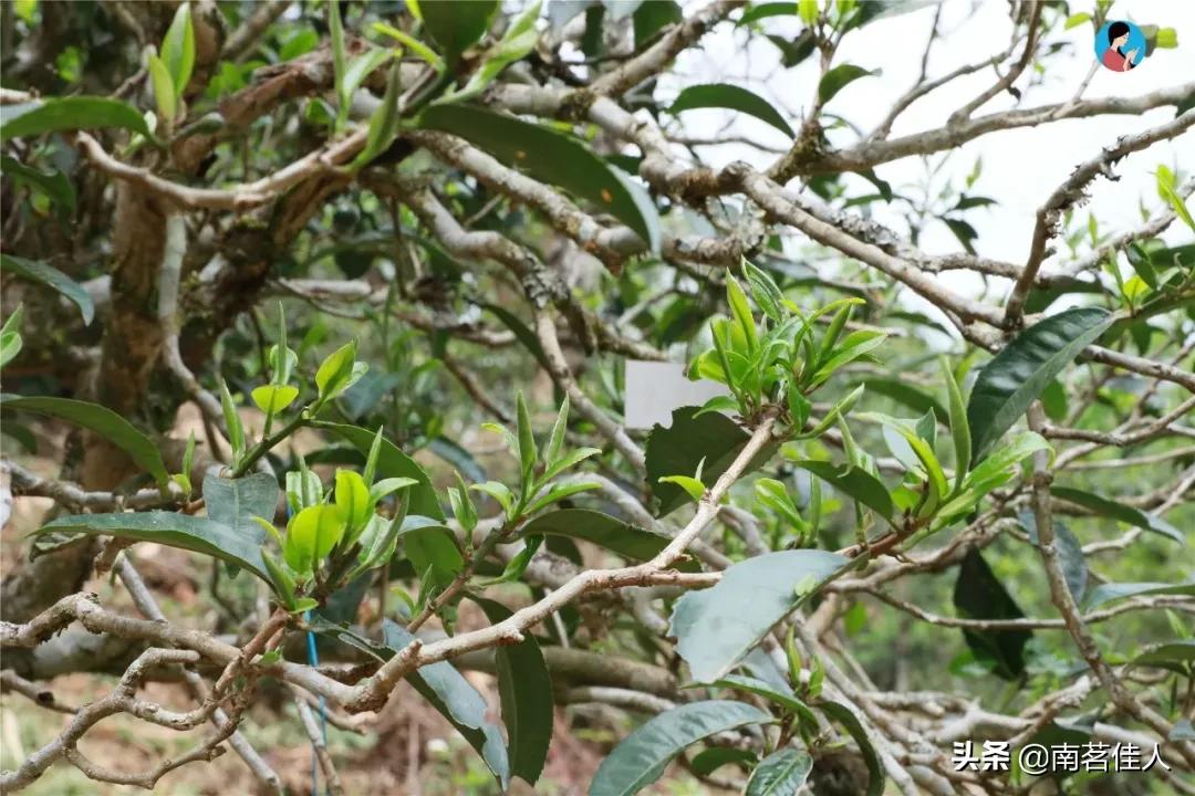 冰岛五寨糯五价格,冰岛五寨谁最有性价比