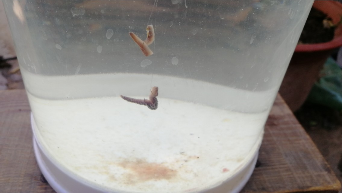 调漂不正确有什么影响,饵料轻压不下浮漂目数怎么办