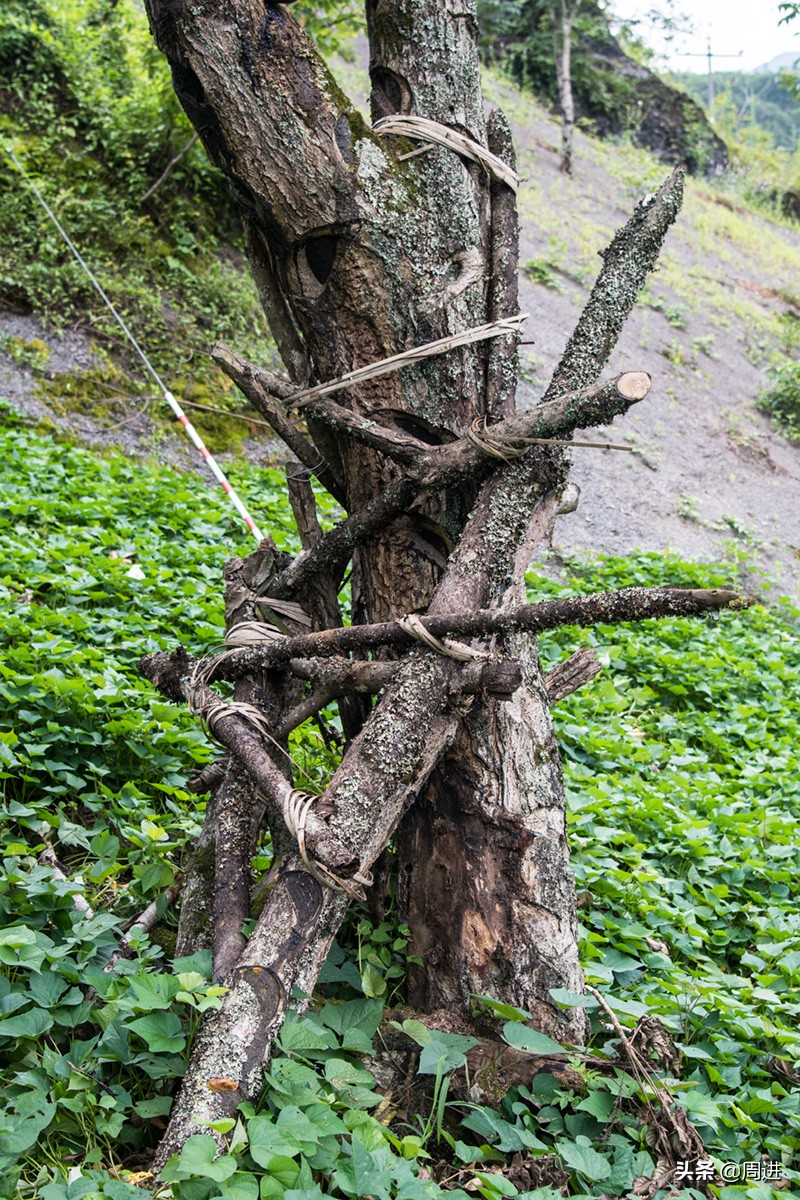 割漆因为什么让人体产生危害,漆树割漆人