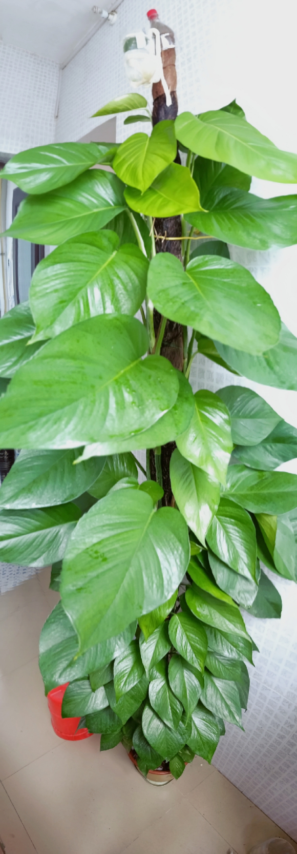 绿萝盆栽怎么插柱子,大叶绿萝怎么往柱子上缠绕